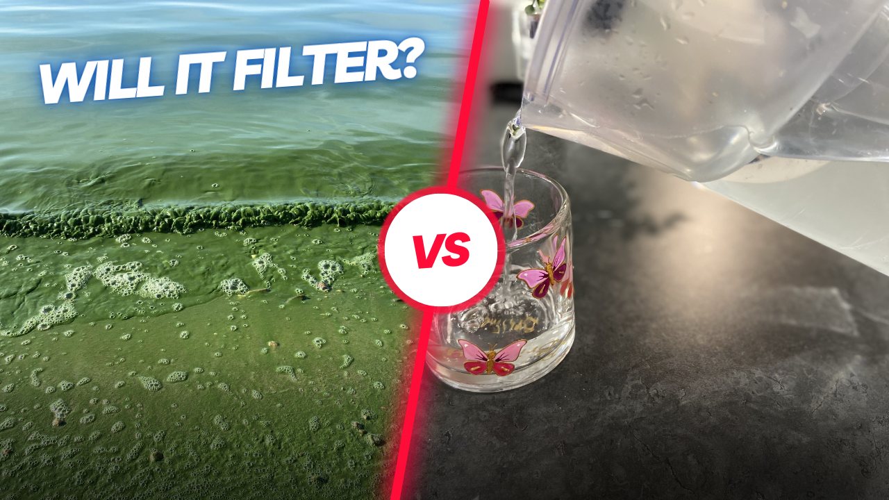 Can a Water Filter Pitcher Remove Algae from Water?